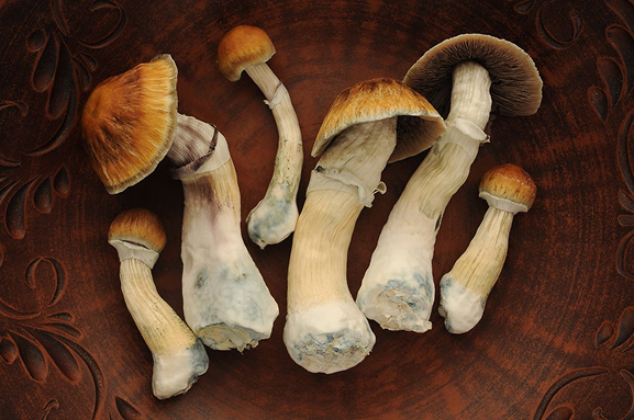 The 12th International Medicinal Mushroom Conference